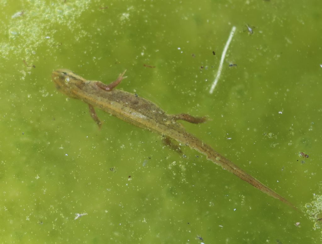 Tritoni - identificazione - Lissotriton vulgaris meridionalis